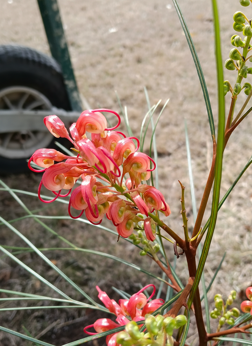 Slightly rotate the existing flower photograph so the pink flower cluster is more prominent and visually balanced. Preserve the original flower, natural colour, and garden detail; do not add or remove objects.